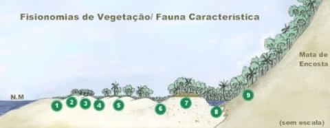 Fisionomia de Vegetação / Fauna Característica