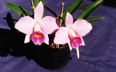 Orquídea Coquetel